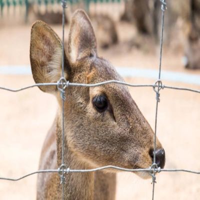 Rollo di recinzione a filo tessile di campo a zinco pesante a nodi fissi - Recinzione a filo tessile per recinzioni di pascoli, recinzione a filo tessile galvanizzata per ovini e bovini