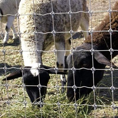 1.8m altezza capra fattoria rete di filo di rete recinzione galvanizzato anti corrosione caldo